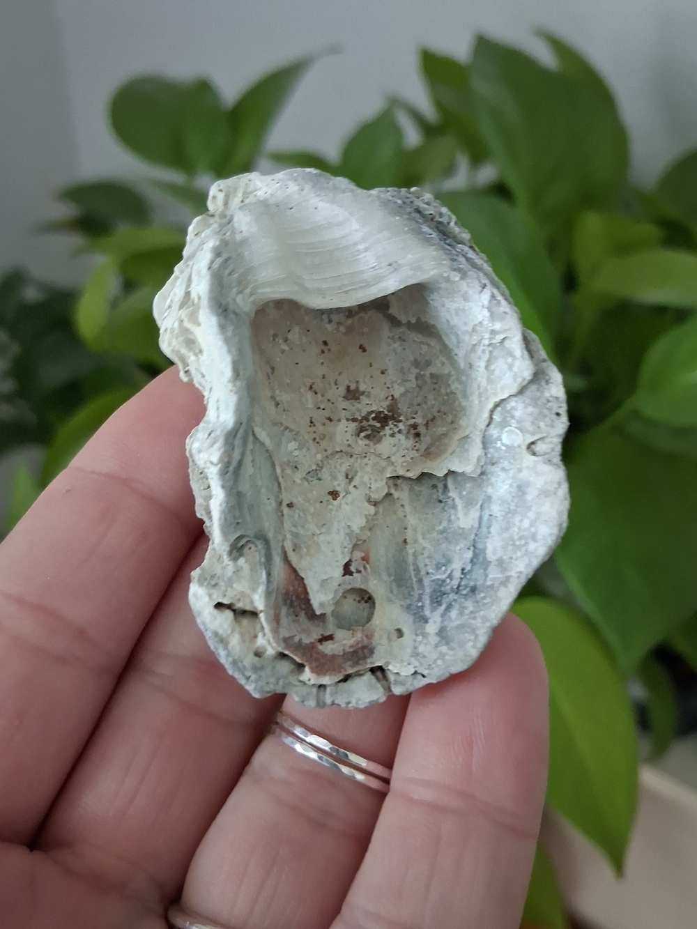 Natural Oyster Shell - Rustic White & Gray